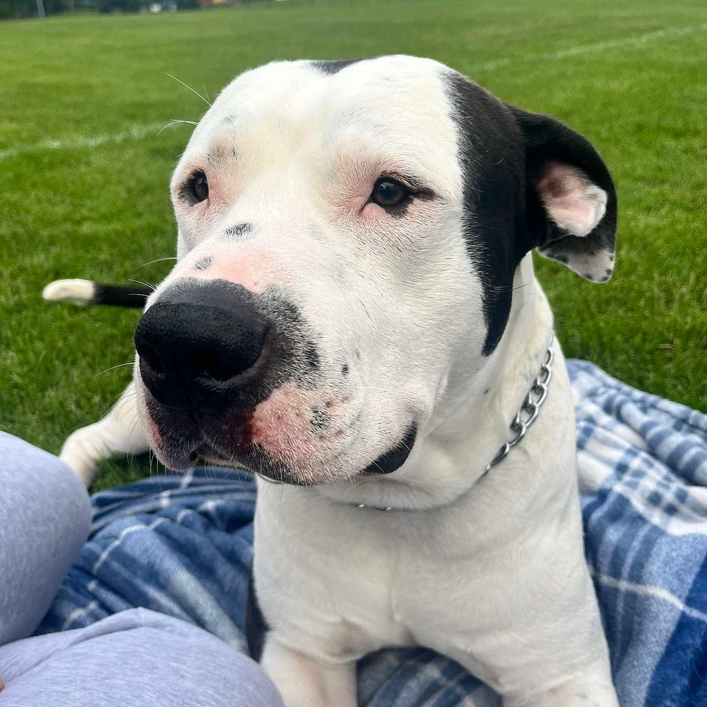 Roscoe is registered to the contest to win money with this photo: animal, ball, bulldog, canine, clothing, dog, field, football, grass, grassland, jeans, outdoors, pants, pet, pitbull, plant, puppy, soccer, soccerball, sport