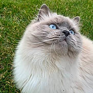 Tuna joined the competition — help win amazing prizes! cat, fluffy, blue_eyes, grass, outdoor, pet, animal, fur, cute, whiskers, nature, mammal, looking_up, portrait, close_up, domestic_cat, soft, feline, greenery, curious