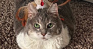 Angel joined the competition — help win amazing prizes! animal, carpet, cat, chicken_toy, cute, domestic_cat, ears, feathers, feline, fur, gray_cat, green_eyes, indoor, lying_down, pet, playful, relaxed, toy, whiskers, white_fur