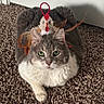 animal, carpet, cat, chicken_toy, cute, domestic_cat, ears, feathers, feline, fur, gray_cat, green_eyes, indoor, lying_down, pet, playful, relaxed, toy, whiskers, white_fur