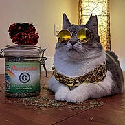 Angel joined the competition — help win amazing prizes! cat, sunglasses, gold_chain, catnip, jar, wood_floor, indoor, relaxed, pet, animal, reflection, cool, accessory, feline, laid_back, tabletop, decor, funny, shiny, closeup