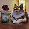 cat, sunglasses, gold_chain, catnip, jar, wood_floor, indoor, relaxed, pet, animal, reflection, cool, accessory, feline, laid_back, tabletop, decor, funny, shiny, closeup