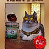 accessory, animal, cat, decor, feline, funny, gold_chain, indoor, jar, light, mischievous, pet, portrait, red_bow, reward, shadow, sunglasses, table, text_overlay, wanted_poster
