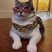 Angel is registered to the contest to win money with this photo: accessory, animal, cat, closeup, cool, cute, domestic_cat, fashion, funny, gold_chain, gray_fur, house, indoor, laid_back, pet, portrait, relaxed, sunglasses, white_fur, wooden_floor