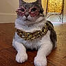 accessory, animal, cat, closeup, cool, cute, domestic_cat, fashion, funny, gold_chain, gray_fur, house, indoor, laid_back, pet, portrait, relaxed, sunglasses, white_fur, wooden_floor