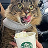 Titan is registered to the contest to win money with this photo: cat, tabby, whipped_cream, starbucks, cup, car_interior, hand, tongue, green_eyes, fur, pet, animal, close_up, seatbelt, window, daylight, cute, playful, indoor, vehicle