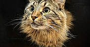 Titan is registered to the contest to win money with this photo: cat, tabby, animal, pet, fur, whiskers, ears, eyes, portrait, closeup, mammal, looking_up, cute, feline, indoor, soft_light, dark_background, fluffy, alert, curious