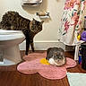 Titan is registered to the contest to win money with this photo: cat, toilet, bathroom, rug, flower_shaped_rug, wooden_floor, floral_shower_curtain, towel, curious_cat, loafing_cat, pet, indoor, home, domestic, floor_mat, bathroom_accessories, animal, cute, feline, resting