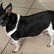 Biggs joined the competition — help win amazing prizes! dog, small_dog, black_and_white, pet, animal, ears, standing, floor, tile_floor, curious, side_view, indoor, canine, short_hair, domestic_animal, alert, paws, tail, companion, mammal