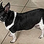 dog, small_dog, black_and_white, pet, animal, ears, standing, floor, tile_floor, curious, side_view, indoor, canine, short_hair, domestic_animal, alert, paws, tail, companion, mammal