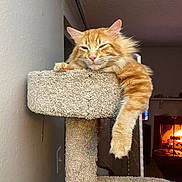 Sammy is registered to the contest to win money with this photo: cat, orange_tabby, feline, cat_tree, carpeted, paw, relaxed, indoor, fireplace, warm_light, cozy, pet, animal, resting, fur, whiskers, ears, home, living_room, sleepy