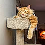 cat, orange_tabby, feline, cat_tree, carpeted, paw, relaxed, indoor, fireplace, warm_light, cozy, pet, animal, resting, fur, whiskers, ears, home, living_room, sleepy