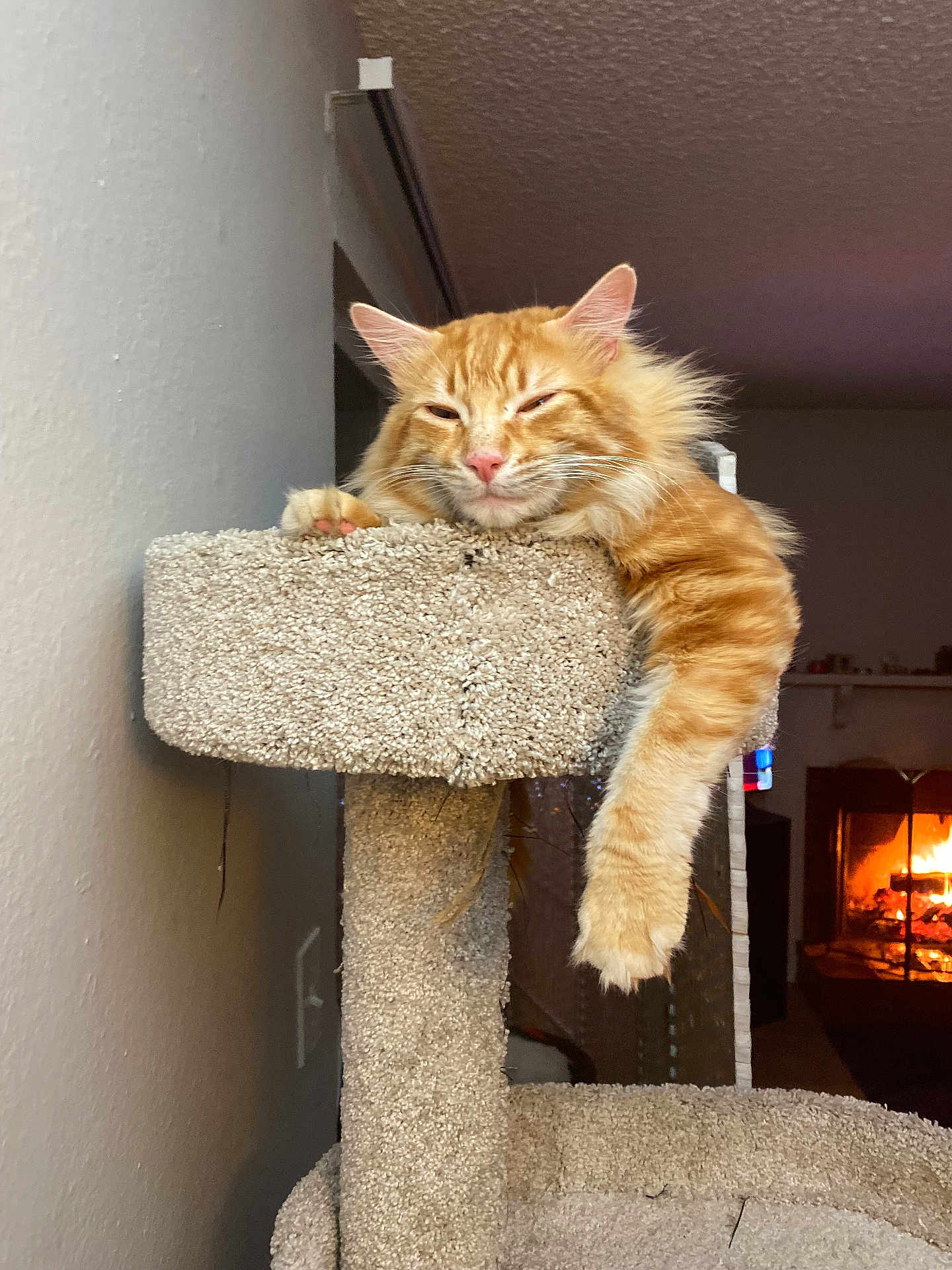 Sammy is registered to the contest to win money with this photo: cat, orange_tabby, feline, cat_tree, carpeted, paw, relaxed, indoor, fireplace, warm_light, cozy, pet, animal, resting, fur, whiskers, ears, home, living_room, sleepy
