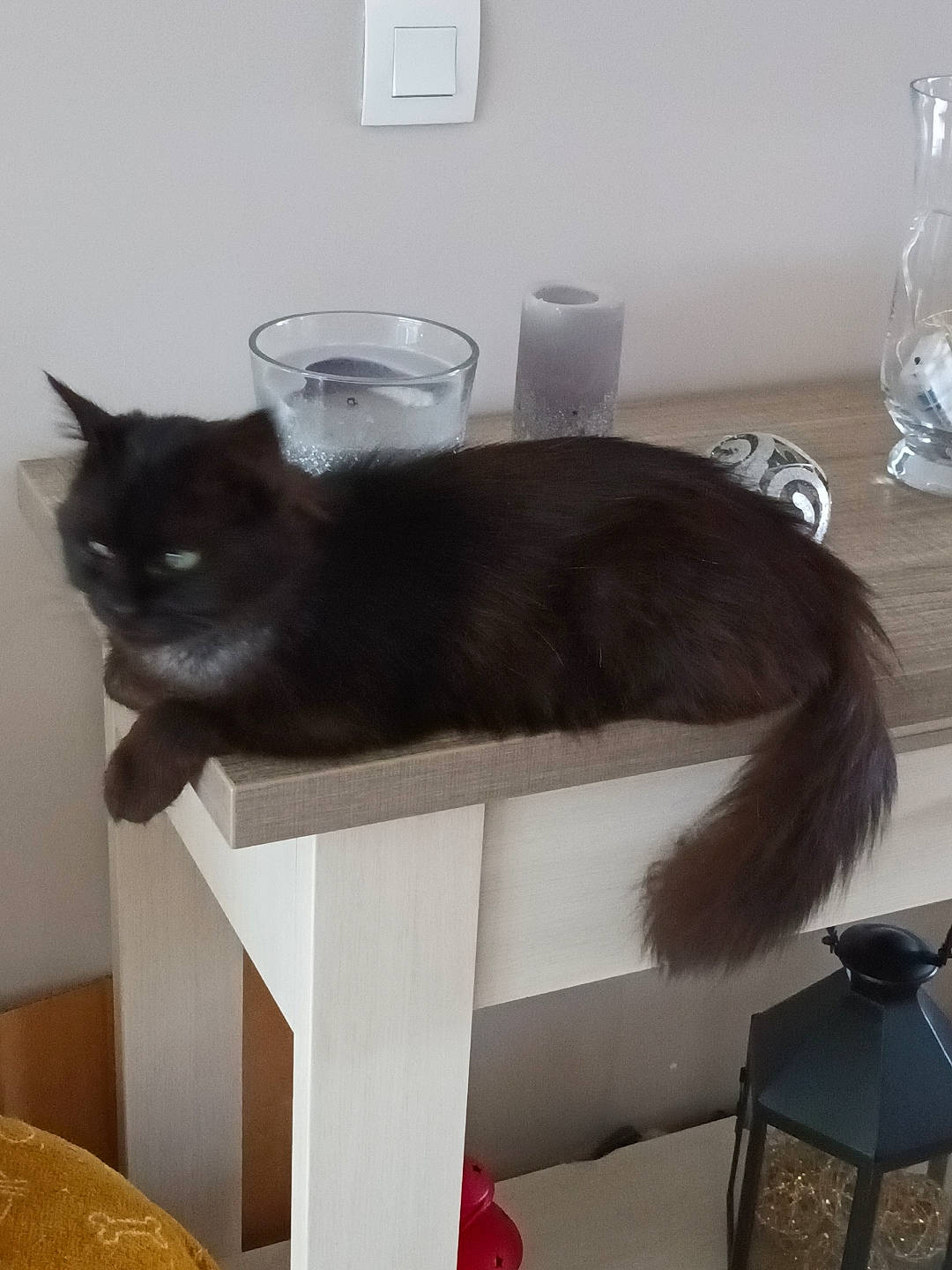 Noirud participe au concours pour gagner de l'argent avec cette photo : black_cat, bottle, carnivore, cat, cat_supply, chair, comfort, domestic_short_haired_cat, drinking_water, felidae, fur, pet_supply, room, small_to_medium_sized_cats, tableware, tail, water_bottle, whiskers