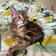 Salsa participe au concours pour gagner de l'argent avec cette photo : kitten, cat, pet, bed, bedding, pattern, fur, animal, cute, indoor, resting, small, whiskers, ears, eyes, young, tabby, striped, soft, cozy