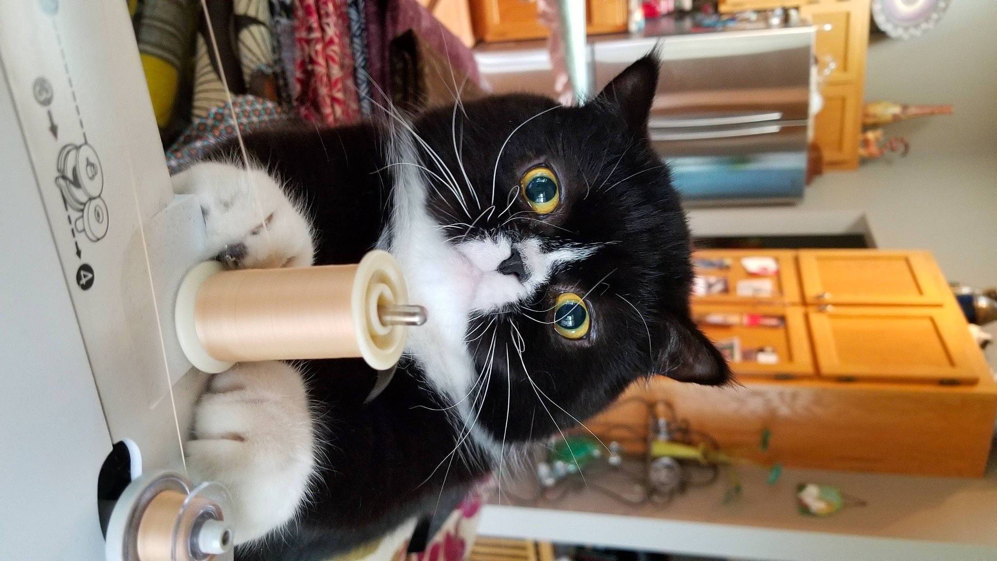 Dickens joined the competition — help win amazing prizes! box, cabinetry, carnivore, cat, domestic_short_haired_cat, drawer, felidae, fur, pet_supply, small_to_medium_sized_cats, snout, vertebrate, whiskers, wood_stain