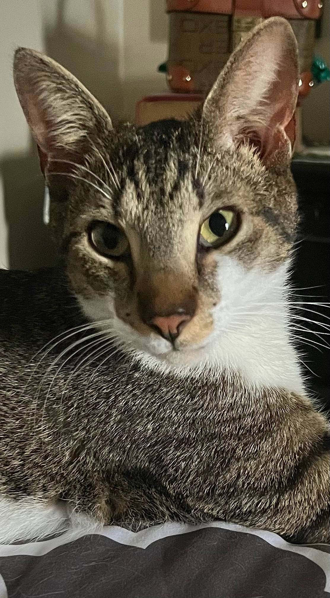 Simba joined the competition — help win amazing prizes! carnivore, cat, domestic_short_haired_cat, felidae, fur, metal, paw, small_to_medium_sized_cats, snout, terrestrial_animal, whiskers, wildlife