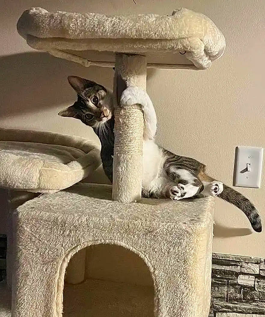 Simba joined the competition — help win amazing prizes! art, artifact, carnivore, cat, cat_bed, cat_supply, chair, felidae, grey, light_switch, pedestal, pet_supply, room, small_to_medium_sized_cats, snapshot, tail, wall, wall_plate, white, wood