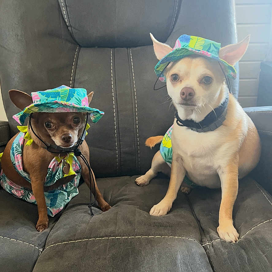 Camels And Kane joined the competition — help win amazing prizes! animal, brown_dog, chair, chihuahua, clothing, collar, costume, cute, dog, ears, expression, fur, hat, indoor, matching, outfit, pet, sitting, small_dog, white_dog