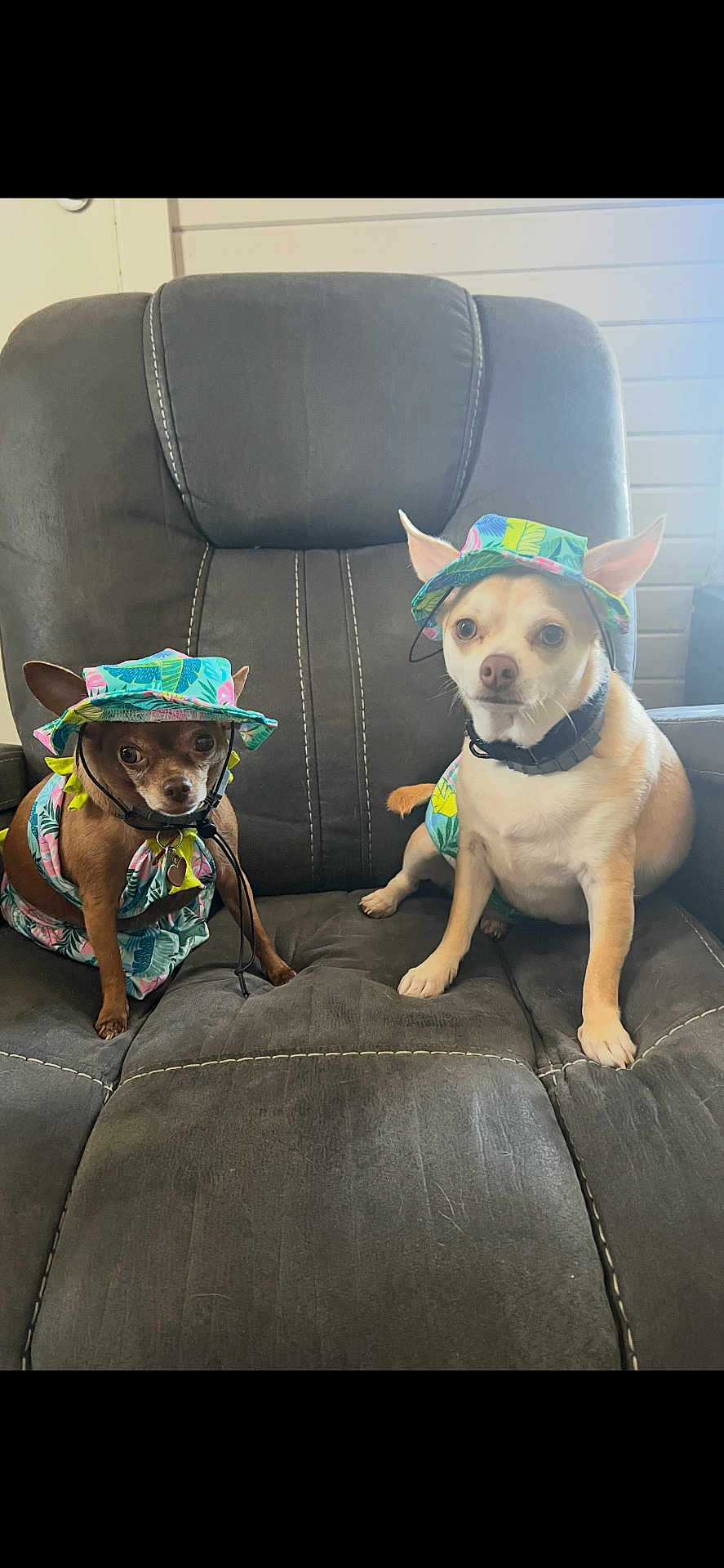 Camels And Kane joined the competition — help win amazing prizes! dog, small_dog, chihuahua, hat, clothing, chair, indoor, pet, costume, outfit, sitting, cute, animal, fur, ears, collar, brown_dog, white_dog, expression, matching