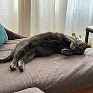 Brooklyn a rejoint le concours — aidez-le/la à gagner de superbes lots ! cat, gray_cat, feline, pet, indoor, couch, blanket, pillow, table, plant, curtains, window_light, relaxing, cozy, fur, whiskers, claws, home, resting, comfortable