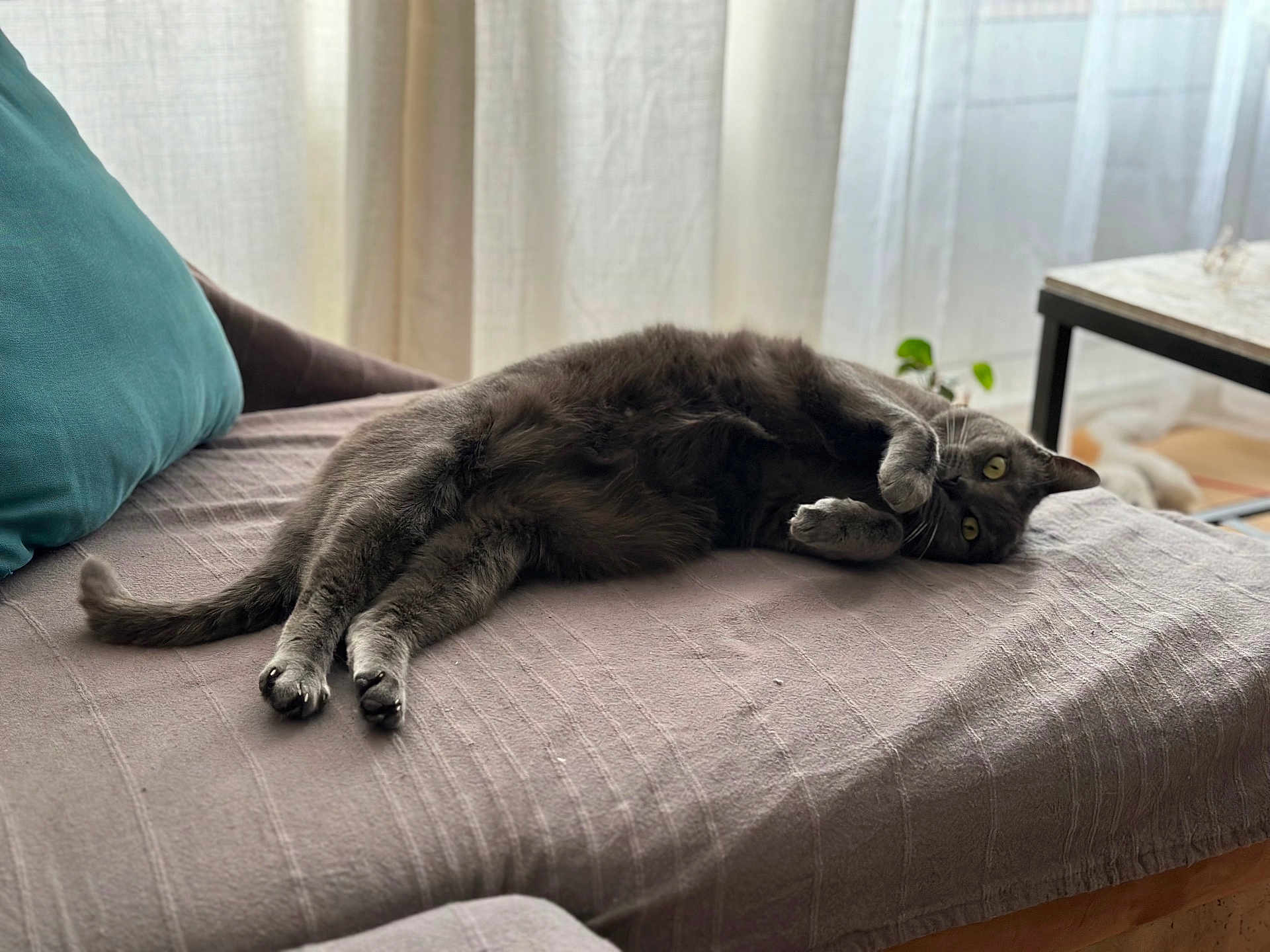 Brooklyn a rejoint le concours — aidez-le/la à gagner de superbes lots ! cat, gray_cat, feline, pet, indoor, couch, blanket, pillow, table, plant, curtains, window_light, relaxing, cozy, fur, whiskers, claws, home, resting, comfortable