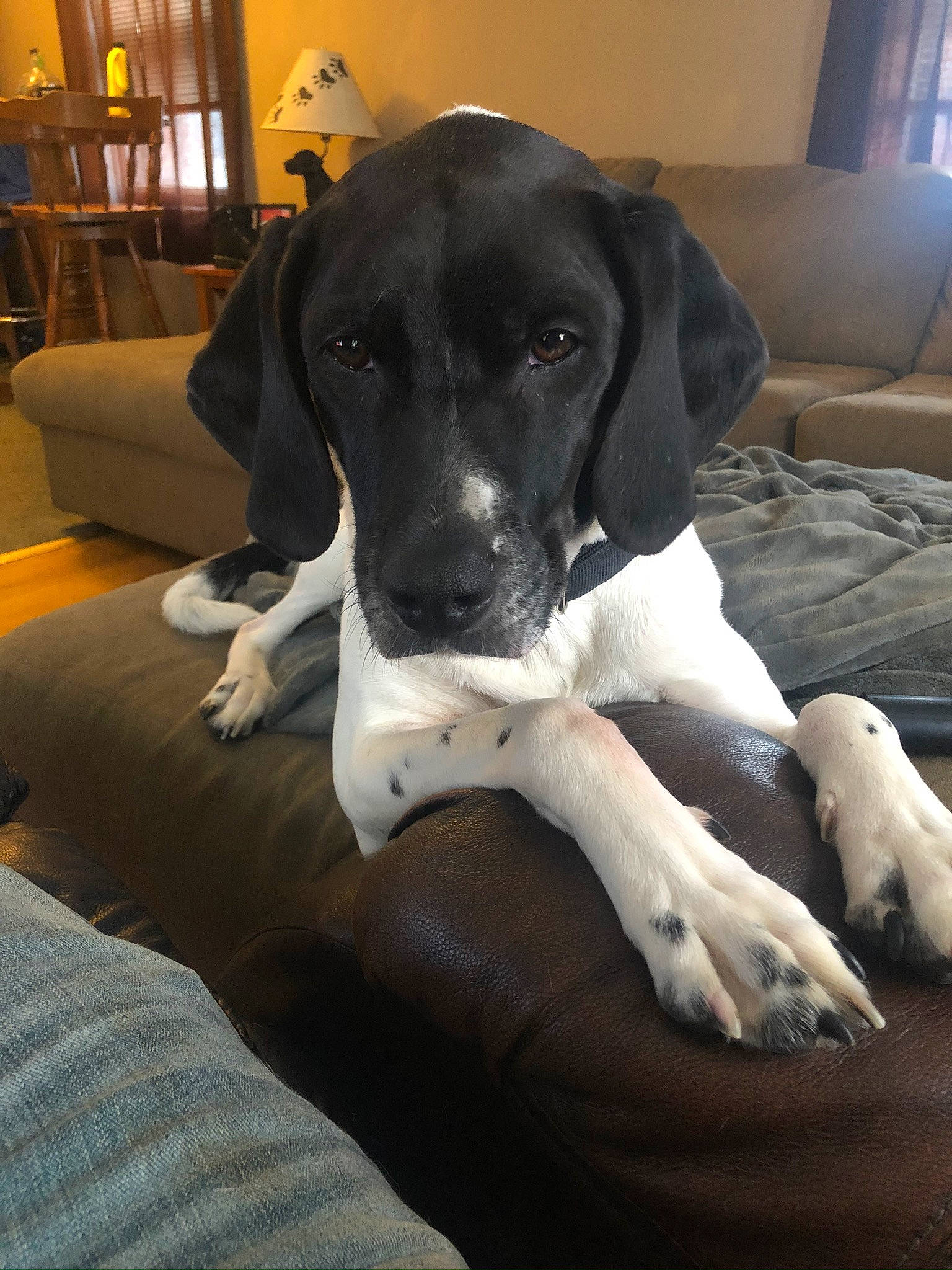 Scooter is registered to the contest to win money with this photo: borador, canidae, carnivore, comfort, companion_dog, couch, dog, dog_breed, fawn, flooring, great_dane, guard_dog, gun_dog, houseplant, non_sporting_group, picture_frame, snout, sporting_group, window, working_animal