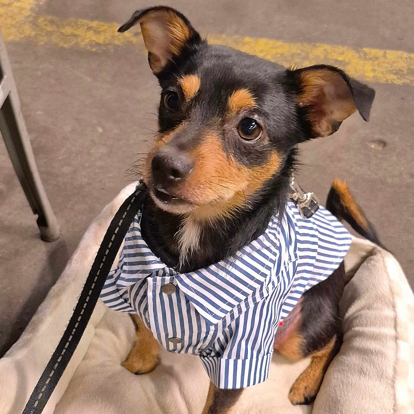 Rocky is registered to the contest to win money with this photo: accessories, animal, armchair, bag, canine, chair, chihuahua, couch, dog, formalwear, furniture, handbag, hound, leash, pet, policedog, puppy, purse, strap, terrier