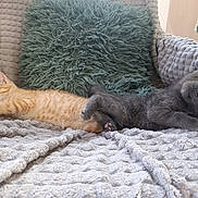 Rocky Et Simba a rejoint le concours — aidez-le/la à gagner de superbes lots ! kitten, cat, orange_tabby, gray_cat, sleeping, resting, cozy, blanket, pillow, furry, cute, pets, animal, indoor, relaxed, feline, companions, soft_texture, comfort, home