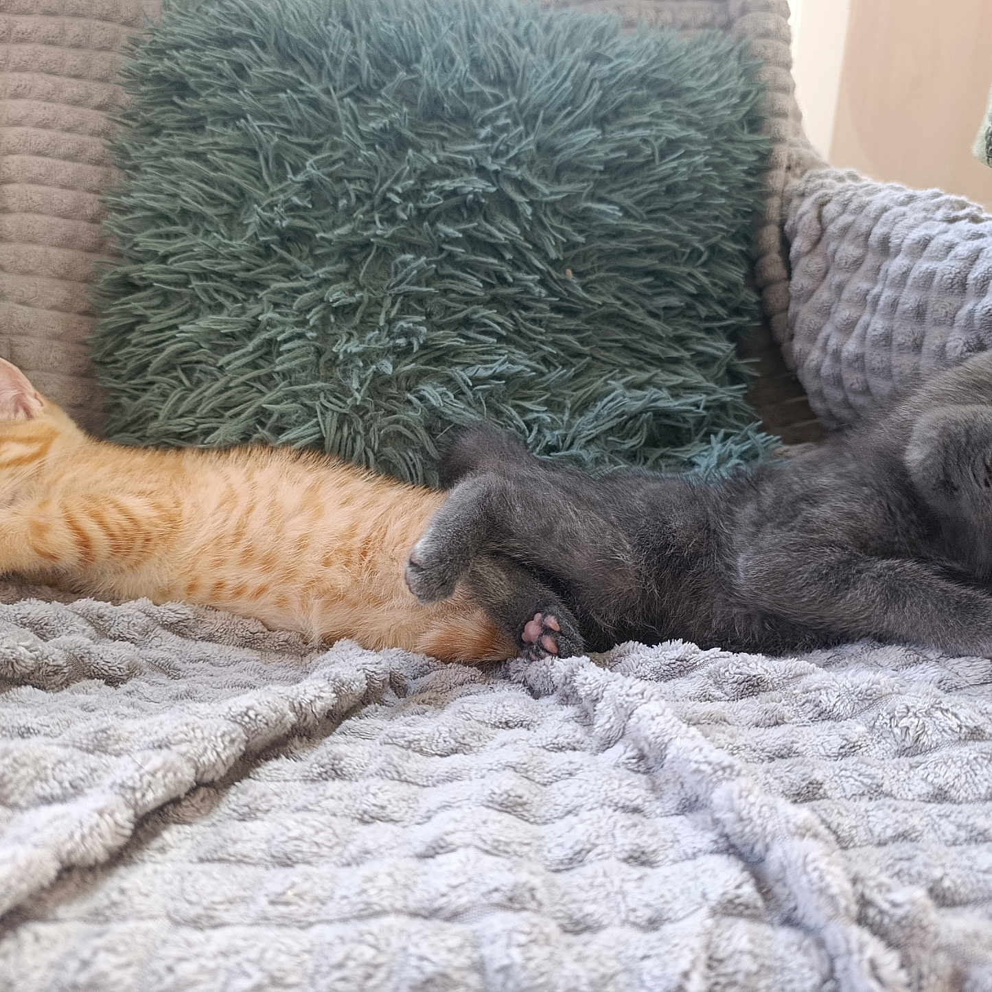 Rocky Et Simba a rejoint le concours — aidez-le/la à gagner de superbes lots ! animal, blanket, cat, comfort, companions, cozy, cute, feline, furry, gray_cat, home, indoor, kitten, orange_tabby, pets, pillow, relaxed, resting, sleeping, soft_texture
