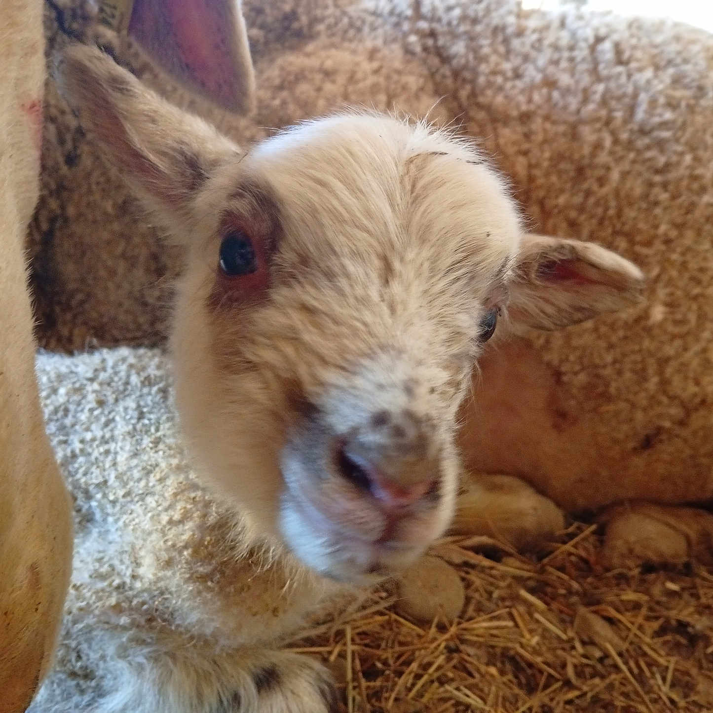 Bébé Lili participe au concours pour gagner de l'argent avec cette photo : animal, canine, cattle, cow, dog, goat, kangaroo, livestock, pet, sheep, wool