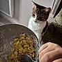 cat, pasta, fork, bowl, food, hand, indoor, curious, pet, table, white_wall, floor, blanket, closeup, domestic_animal, cheese, meal, kitchen, cozy, waiting