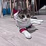 cat, tabby, hoodie, costume, pet, animal, indoor, floor, wooden_floor, furniture, chair, table, cute, relaxed, whiskers, ears, paws, domestic_cat, mammal, laying_down