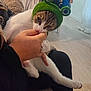 cat, animal, pet, hand, person, furry, indoor, floor, hat, green, frog_hat, playful, biting, nibbling, couch, cozy, relaxed, white, brown, striped