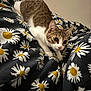 cat, tabby, animal, pet, bed, blanket, daisy_pattern, indoor, cute, feline, whiskers, ears, fur, playful, curious, closeup, resting, domestic, small, young