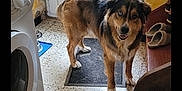 Groot participe au concours pour gagner de l'argent avec cette photo : appliance, black, brown, cozy, dog, door, floor, fur, happy, heterochromia, home, indoor, looking, mat, pet, slippers, standing, tile_floor, washing_machine, white