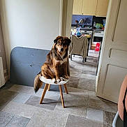 Groot a rejoint le concours — aidez-le/la à gagner de superbes lots ! animal, black, brown, chair, curious, dog, domestic, floor, fur, furniture, house, indoor, jacket, kitchen, legs, pet, room, seated, tile, white