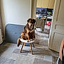 animal, black, brown, chair, curious, dog, domestic, floor, fur, furniture, house, indoor, jacket, kitchen, legs, pet, room, seated, tile, white