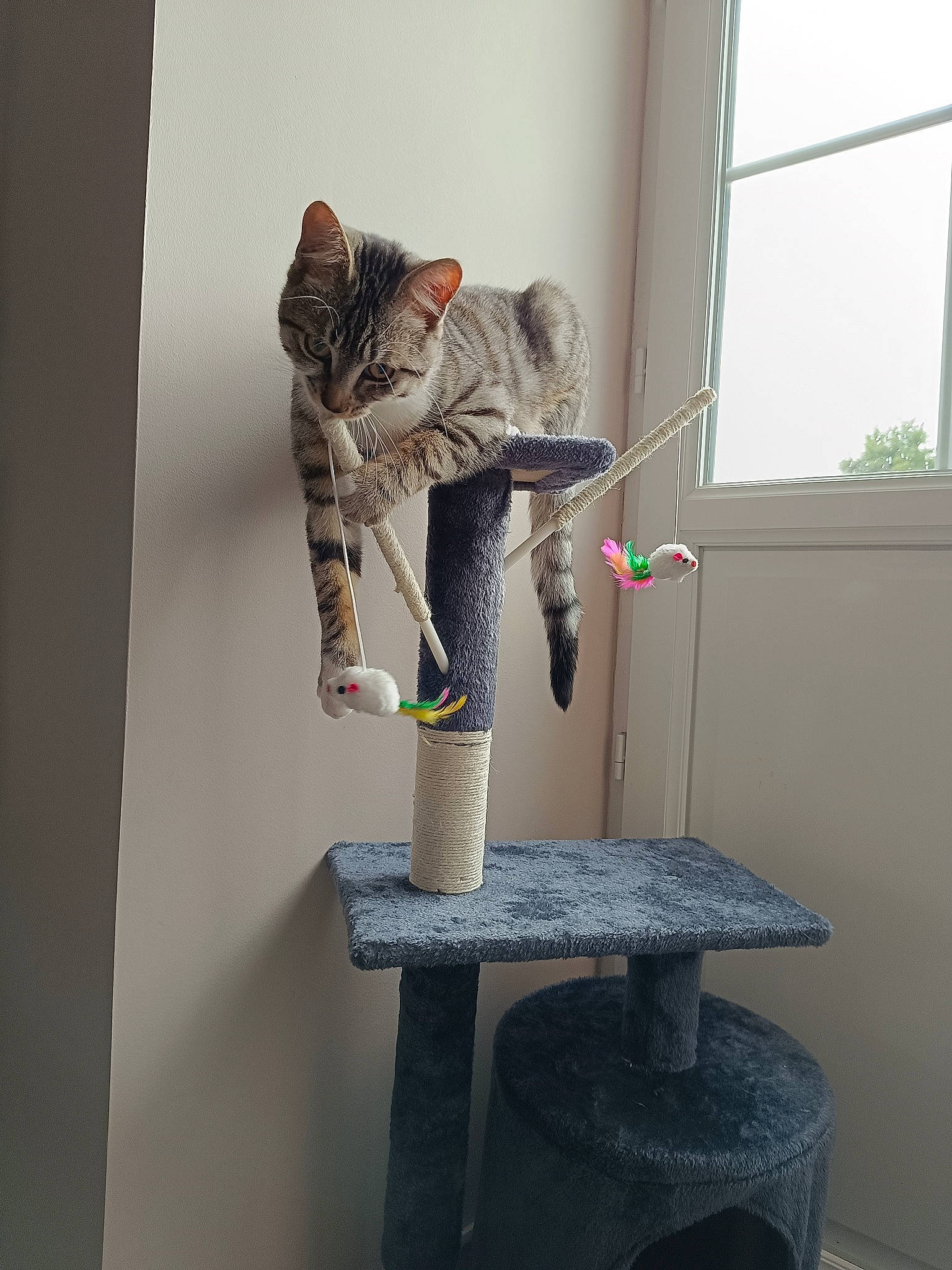 Choupi a rejoint le concours — aidez-le/la à gagner de superbes lots ! art, cat, creative_arts, fashion_design, felidae, fur, hat, interior_design, pattern, plant, room, sculpture, small_to_medium_sized_cats, tail, textile, twig, visual_arts, window, window_blind, wood