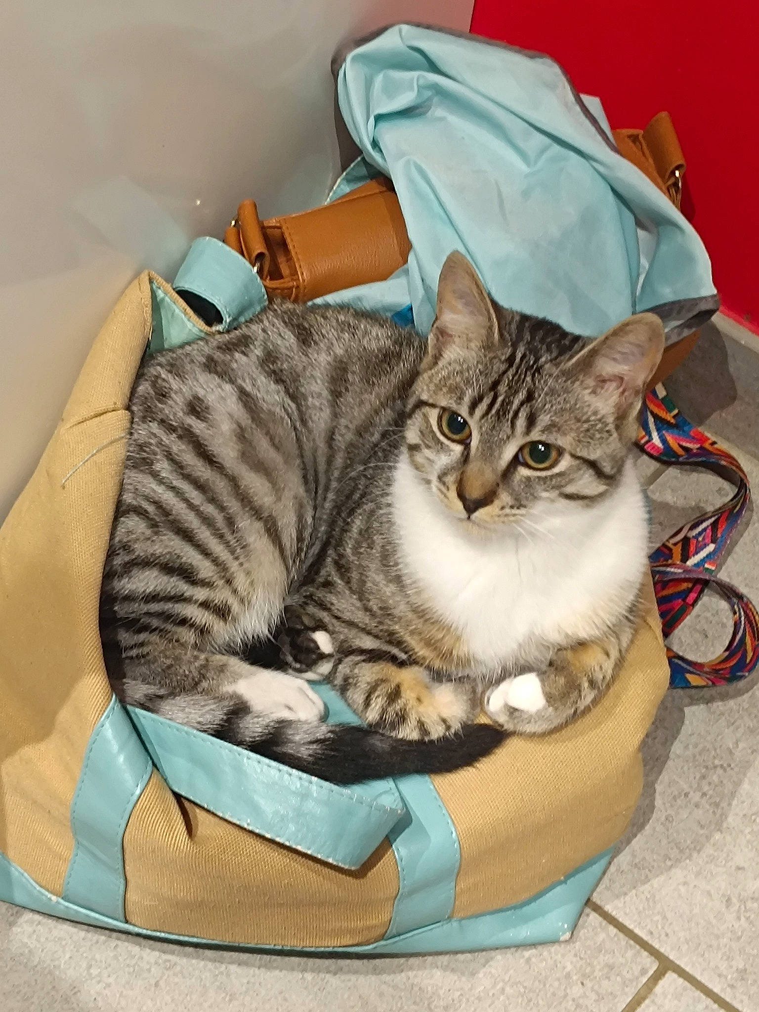 Choupi a rejoint le concours — aidez-le/la à gagner de superbes lots ! bag, basket, carnivore, cat, cat_bed, cat_supply, comfort, domestic_short_haired_cat, fashion_accessory, fawn, felidae, fur, linens, luggage_and_bags, nap, sitting, small_to_medium_sized_cats, tail, textile, whiskers