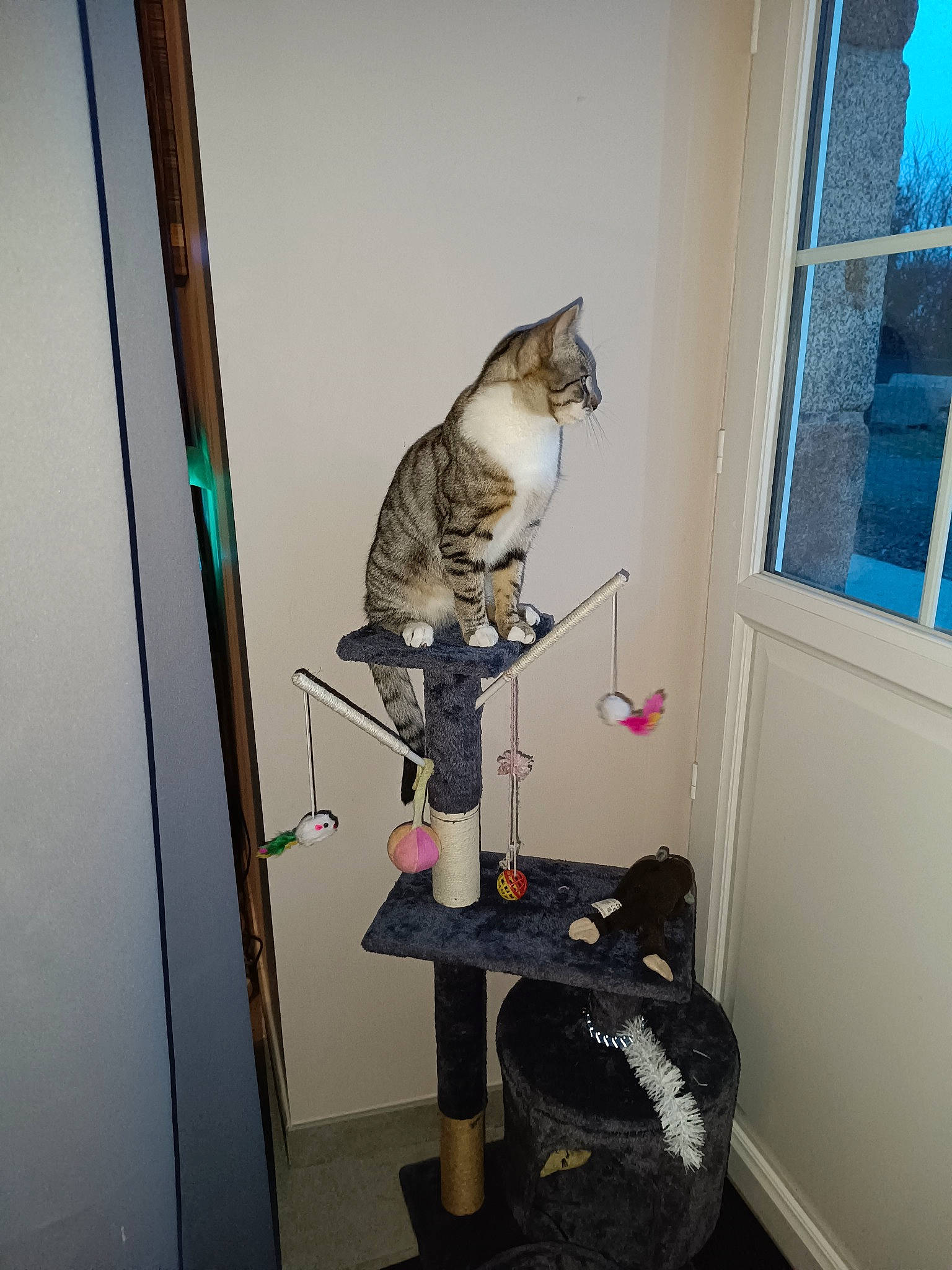 Choupi participe au concours pour gagner de l'argent avec cette photo : carnivore, cat, domestic_short_haired_cat, felidae, fixture, luggage_and_bags, machine, room, sash_window, small_to_medium_sized_cats, tail, whiskers, window, window_blind, wood