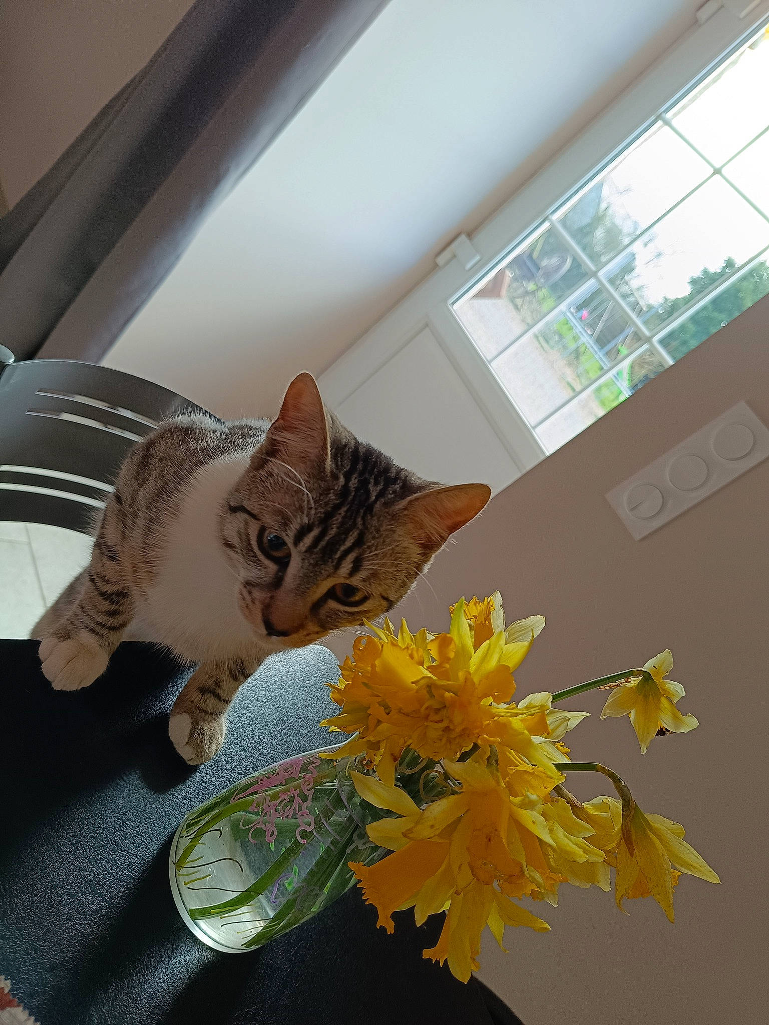 Choupi a rejoint le concours — aidez-le/la à gagner de superbes lots ! carnivore, cat, comfort, domestic_short_haired_cat, felidae, flooring, flower, flowering_plant, flowerpot, houseplant, petal, plant, room, small_to_medium_sized_cats, tableware, tail, tree, twig, whiskers, window