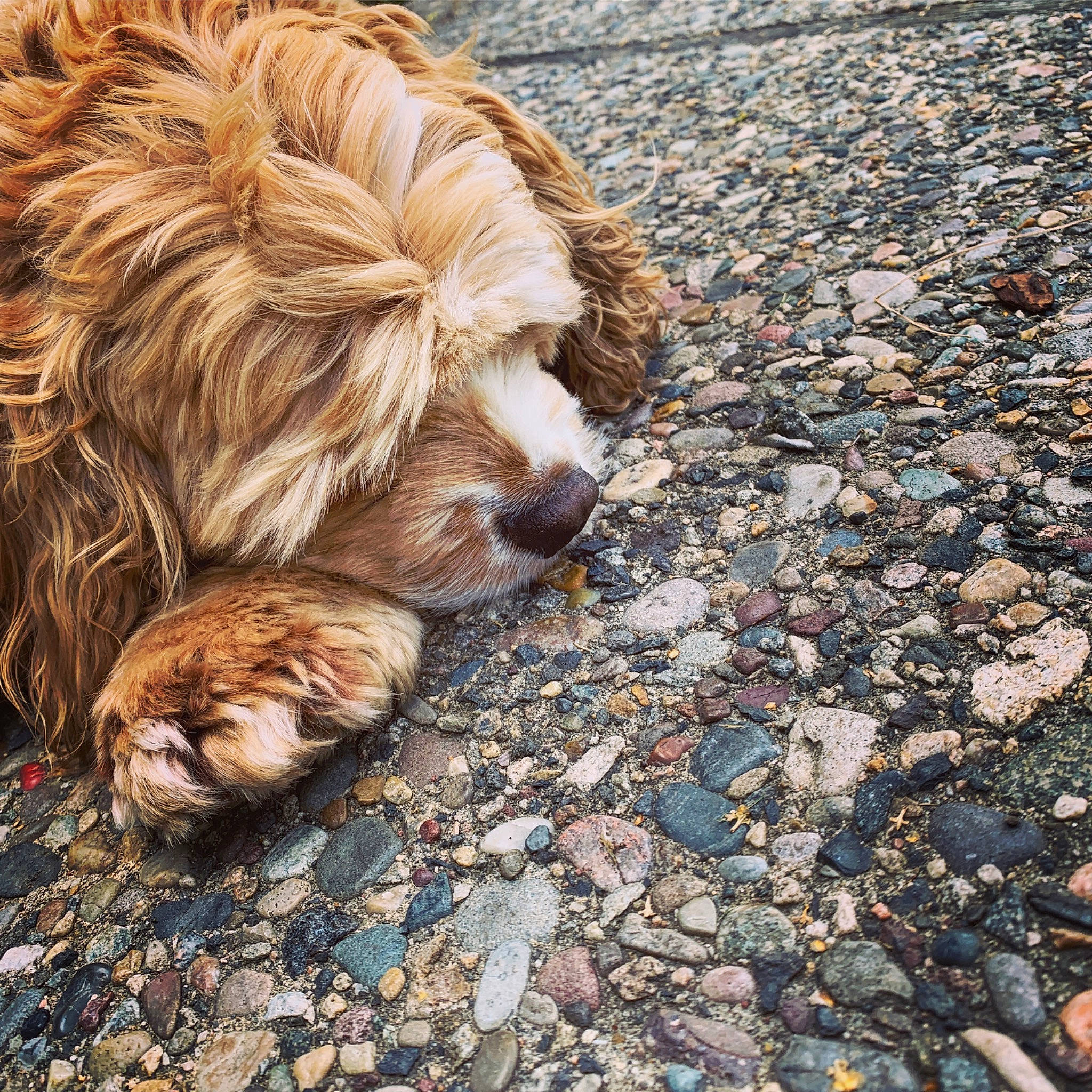 Wall-e joined the competition — help win amazing prizes! canidae, carnivore, cavapoo, cockapoo, companion_dog, dog, dog_breed, fawn, fur, goldendoodle, lhasa_apso, puppy, sporting_group, street_dog