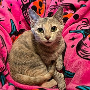 Miss Kitty is registered to the contest to win money with this photo: kitten, cat, pet, animal, feline, portrait, sitting, indoor, blanket, pink, colorful, fluffy, fur, whiskers, ears, eyes, green_eyes, cute, cozy, closeup