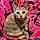 Miss Kitty