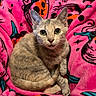 kitten, cat, pet, animal, feline, portrait, sitting, indoor, blanket, pink, colorful, fluffy, fur, whiskers, ears, eyes, green_eyes, cute, cozy, closeup