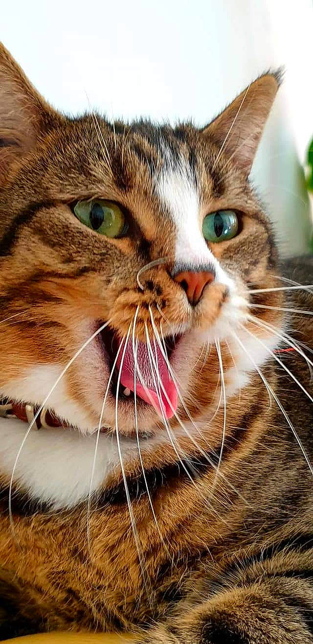 Lady participe au concours pour gagner de l'argent avec cette photo : carnivore, cat, claw, close_up, domestic_short_haired_cat, fang, felidae, fur, paw, photography, small_to_medium_sized_cats, snout, terrestrial_animal, whiskers