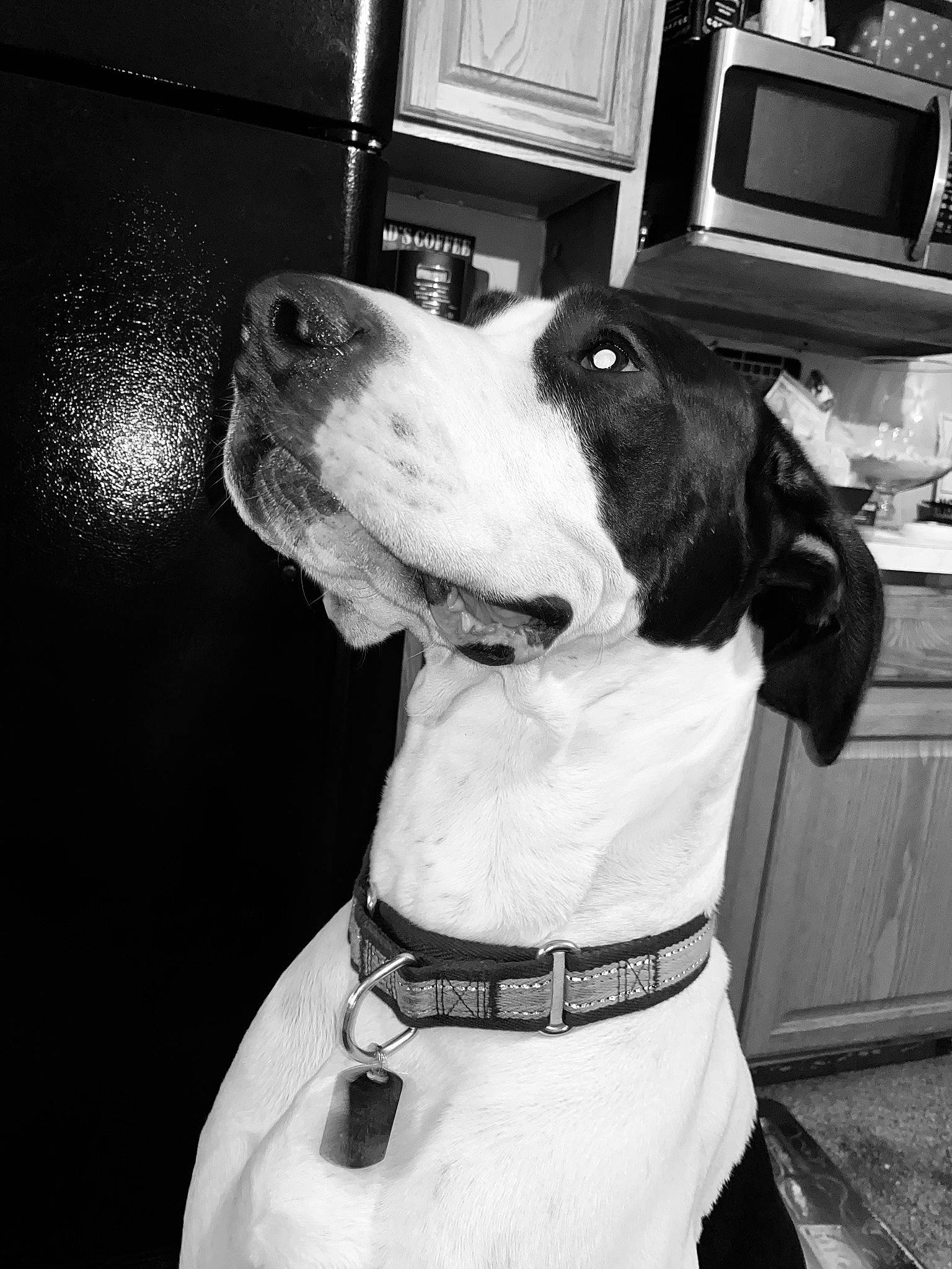 Cain joined the competition — help win amazing prizes! analog_television, black_and_white, carnivore, collar, companion_dog, computer_keyboard, computer_monitor, dog, dog_breed, dog_collar, formal_wear, fur, monochrome, monochrome_photography, snout, style, television, whiskers, white, working_animal