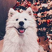 Everest a rejoint le concours — aidez-le/la à gagner de superbes lots ! angora, animal, bodypart, canine, christmas, christmasdecorations, christmastree, dog, eskimodog, festival, husky, mouth, person, pet, plant, puppy, terrier, tree, whitedog, wolf