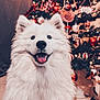 angora, animal, bodypart, canine, christmas, christmasdecorations, christmastree, dog, eskimodog, festival, husky, mouth, person, pet, plant, puppy, terrier, tree, whitedog, wolf